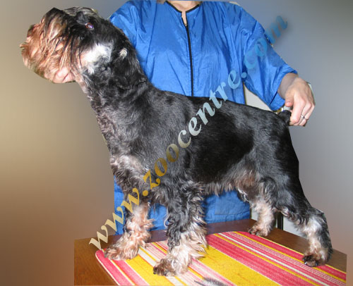 Стрижка собак в Киеве - груминг и услуги грумера, подстричь собаку в зоосалоне